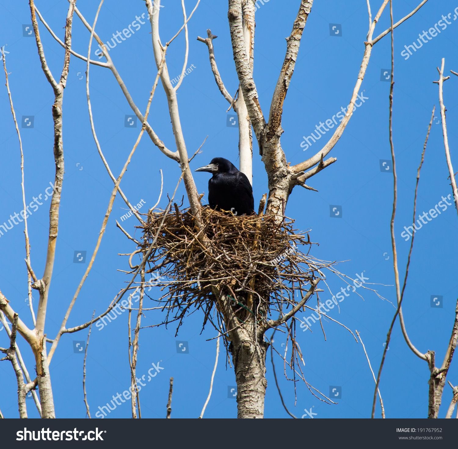 Весной птицы вьют гнезда