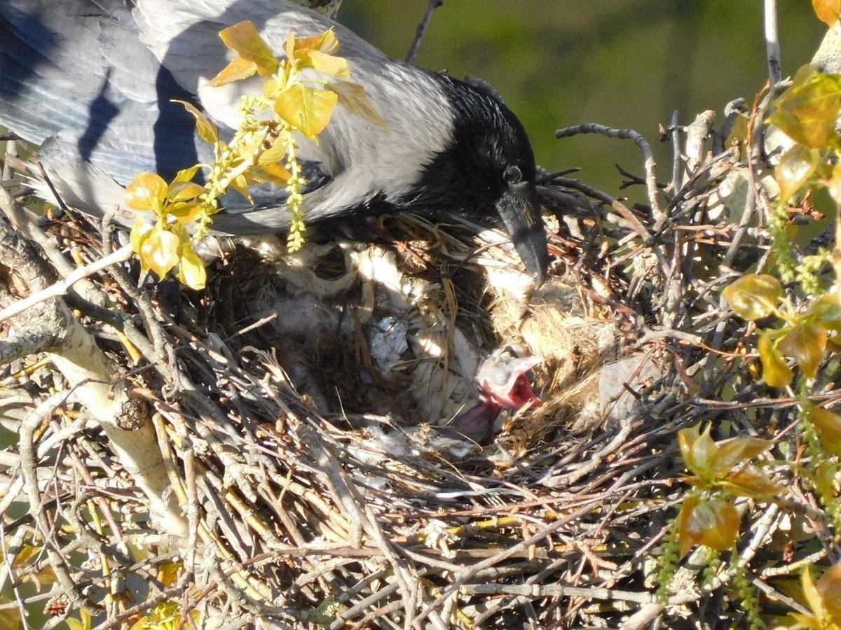 Гнездо вороны с воронятами