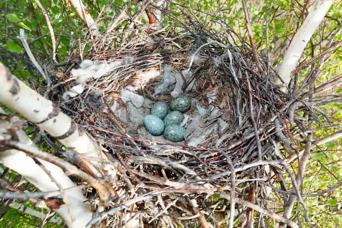 Яйца Грача в гнезде