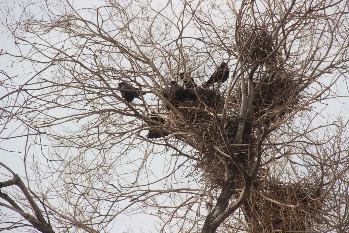 Весна птицы прилетели