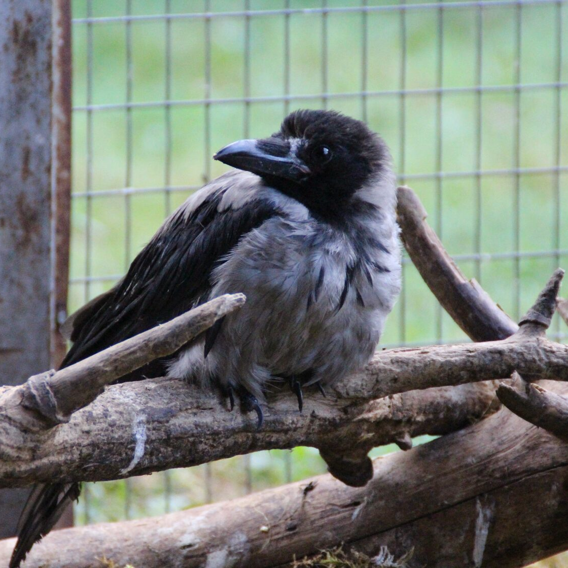 Воронье гнездо центр реабилитации птиц