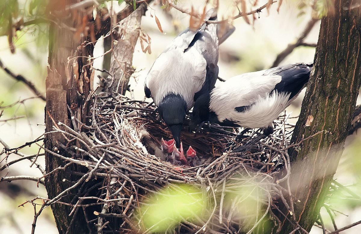 Приморье гнездовье вороны