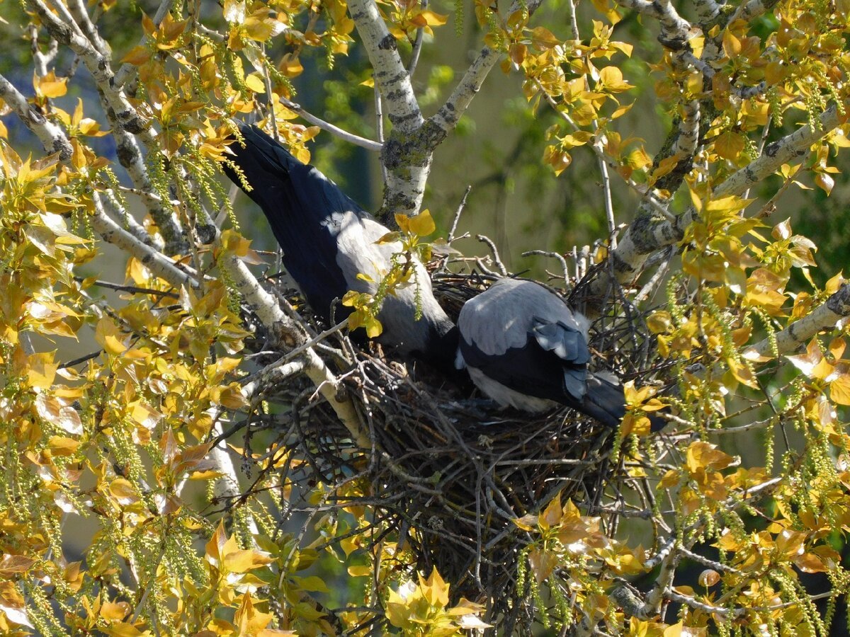 Гнездо Воронов с птенцами