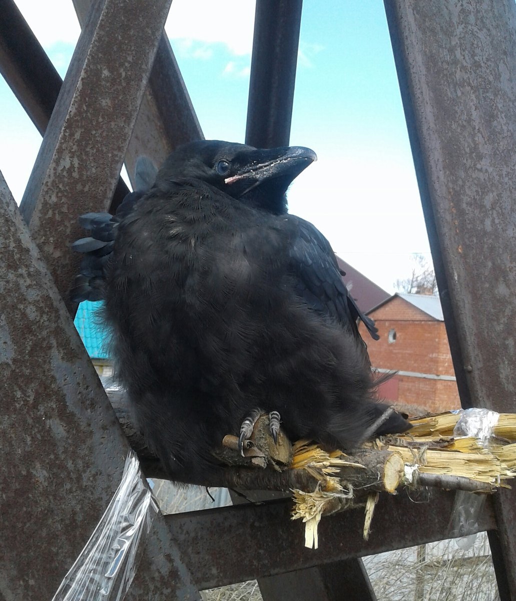 Вороны Свистуны птенцы