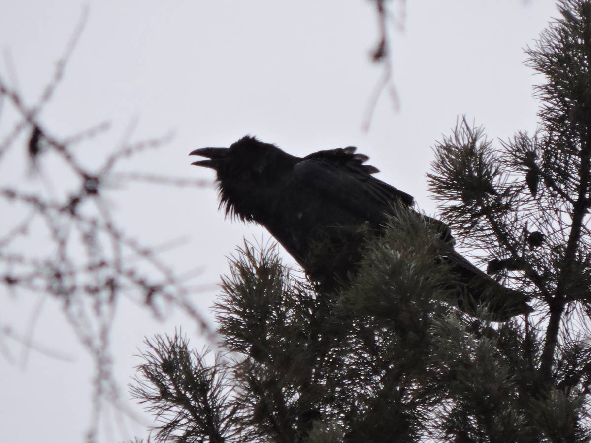 Черные птицы Красноярского края