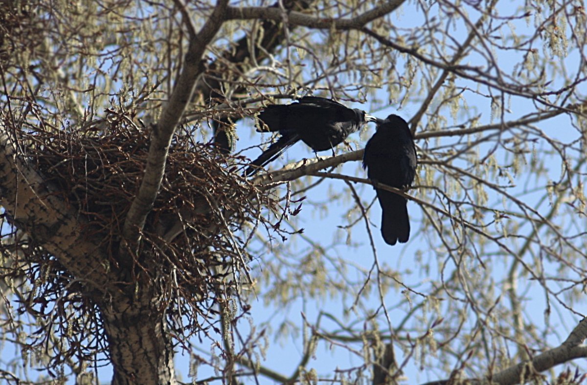 Перелетные птицы Грач гнездо