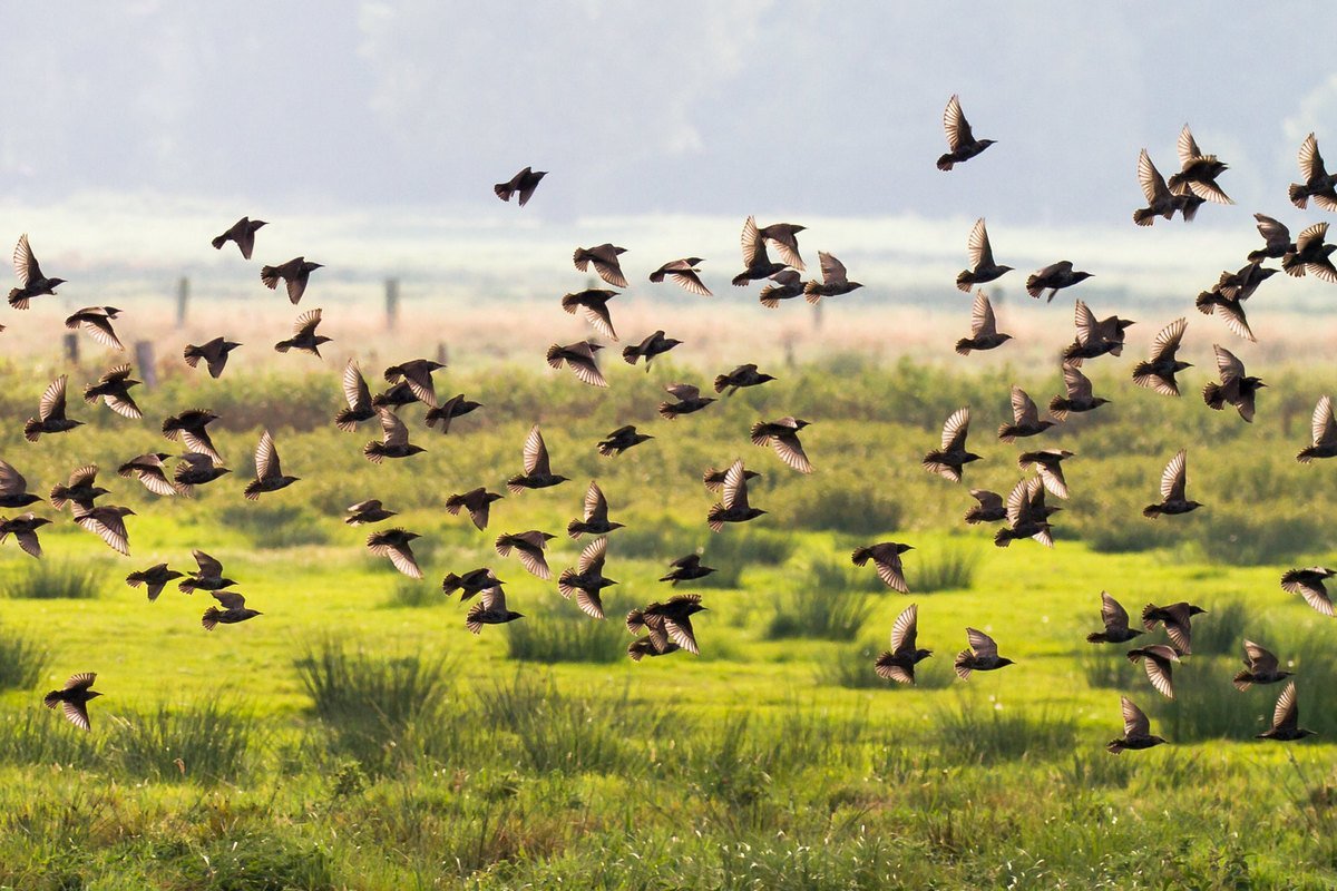 Этих птиц иногда путают с ласточками