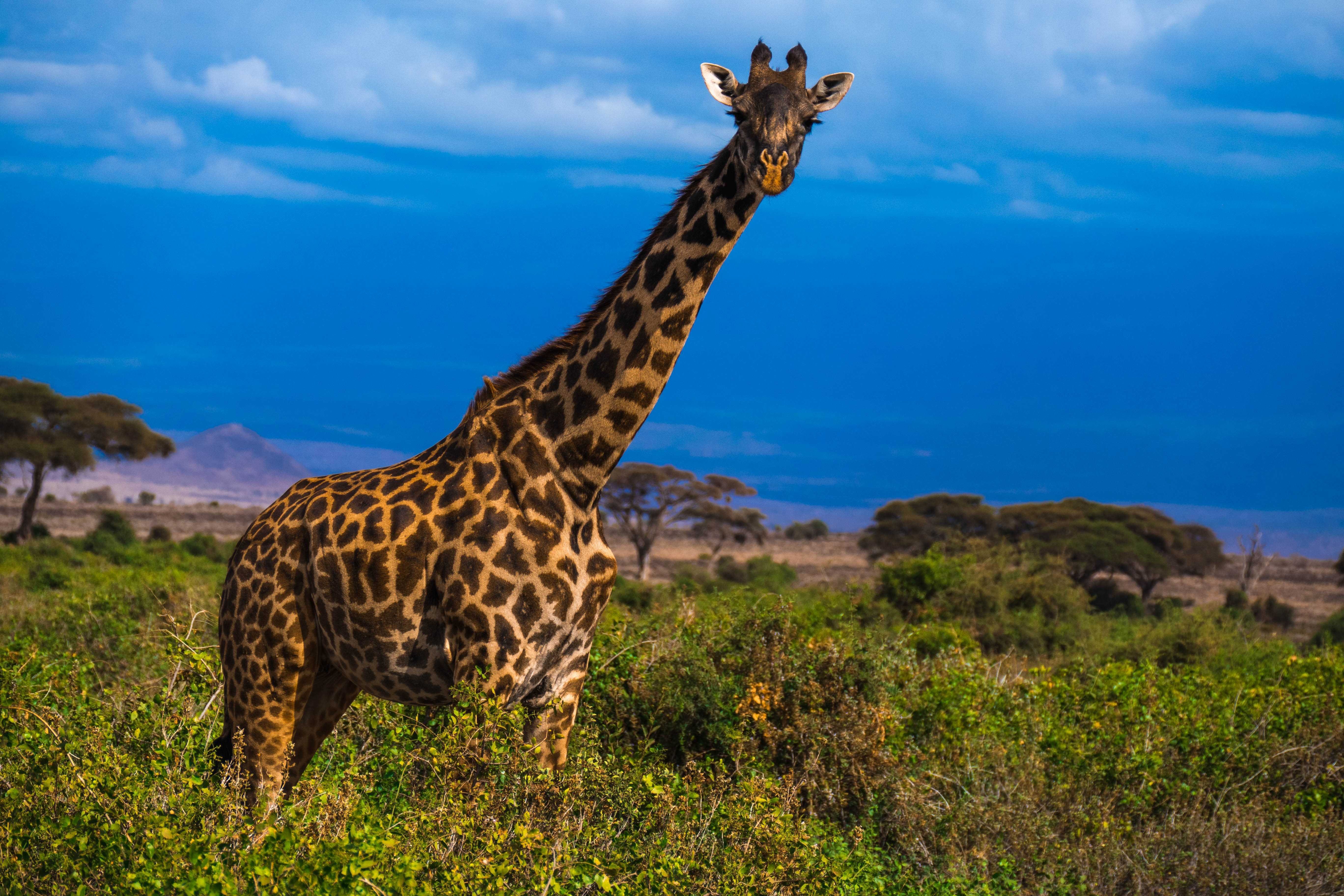 Жираф африканское животное. Жираф в саванне. Жираф саванны Африки. Жираф в Африке. Животные Африки саванны Африки Жираф.