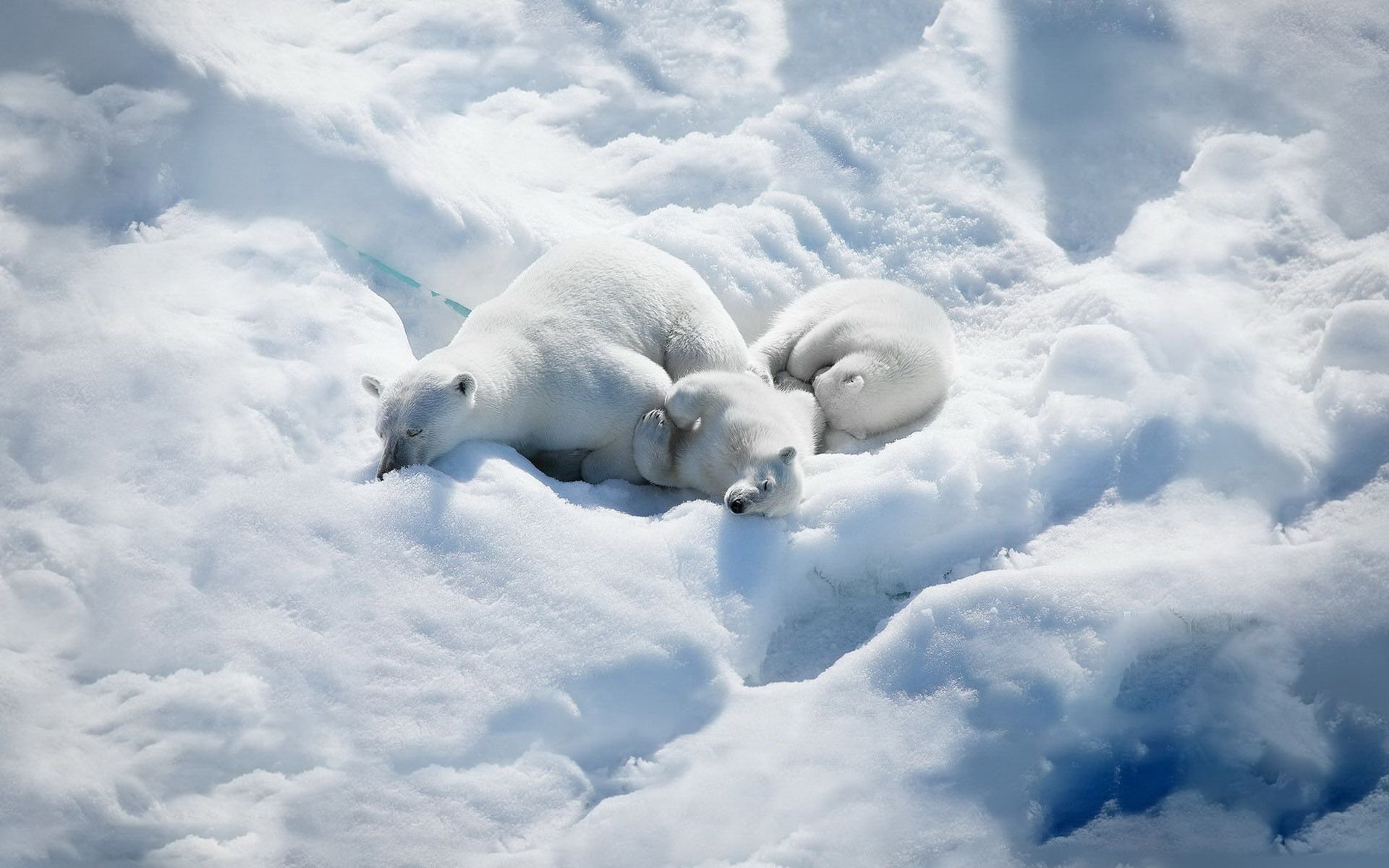 Включи про снежных. Северный Ледовитый океан белый медведь. Арктика. Белый медведь на снегу. Белые медведи в Арктике.