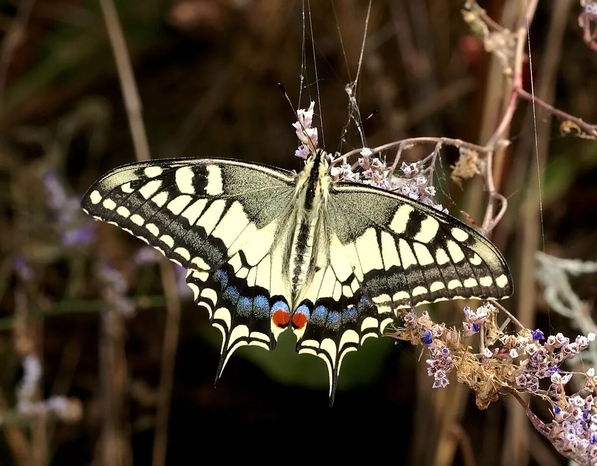 Махаон Маака бабочка