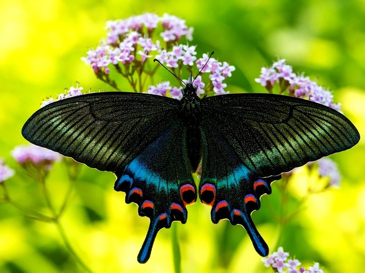 Махаон Маака бабочка