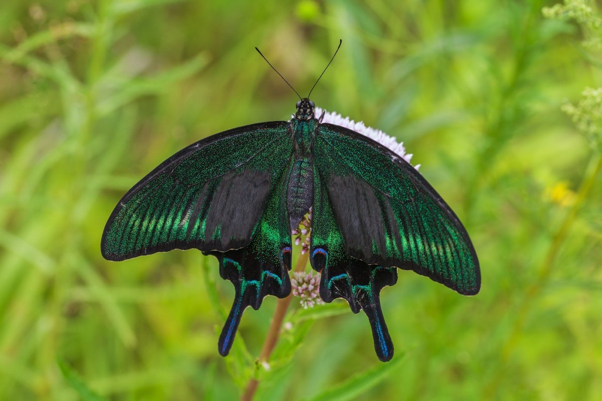 Хвостоносец Маака бабочка