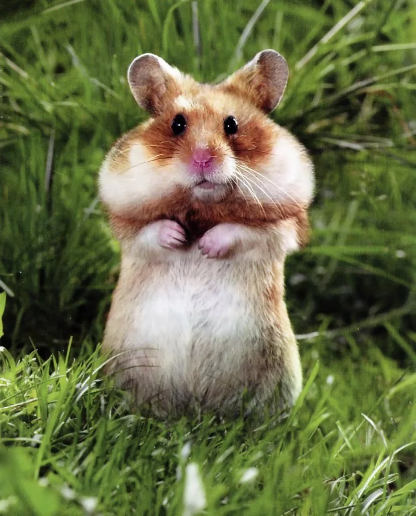 Обиженный хомячок