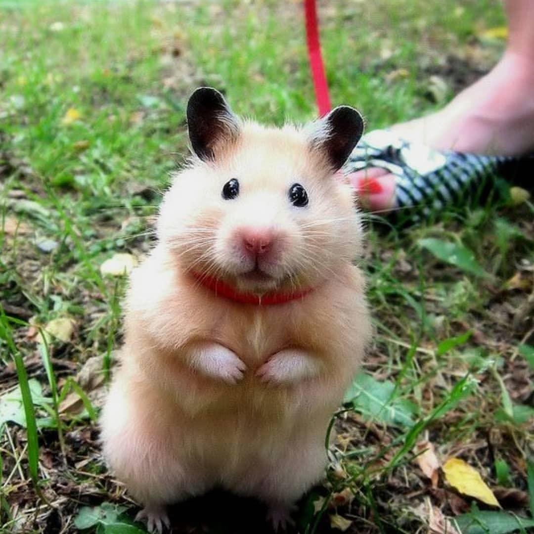 Хомяк с щечками