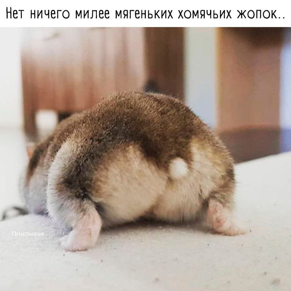 Хомяк сзади
