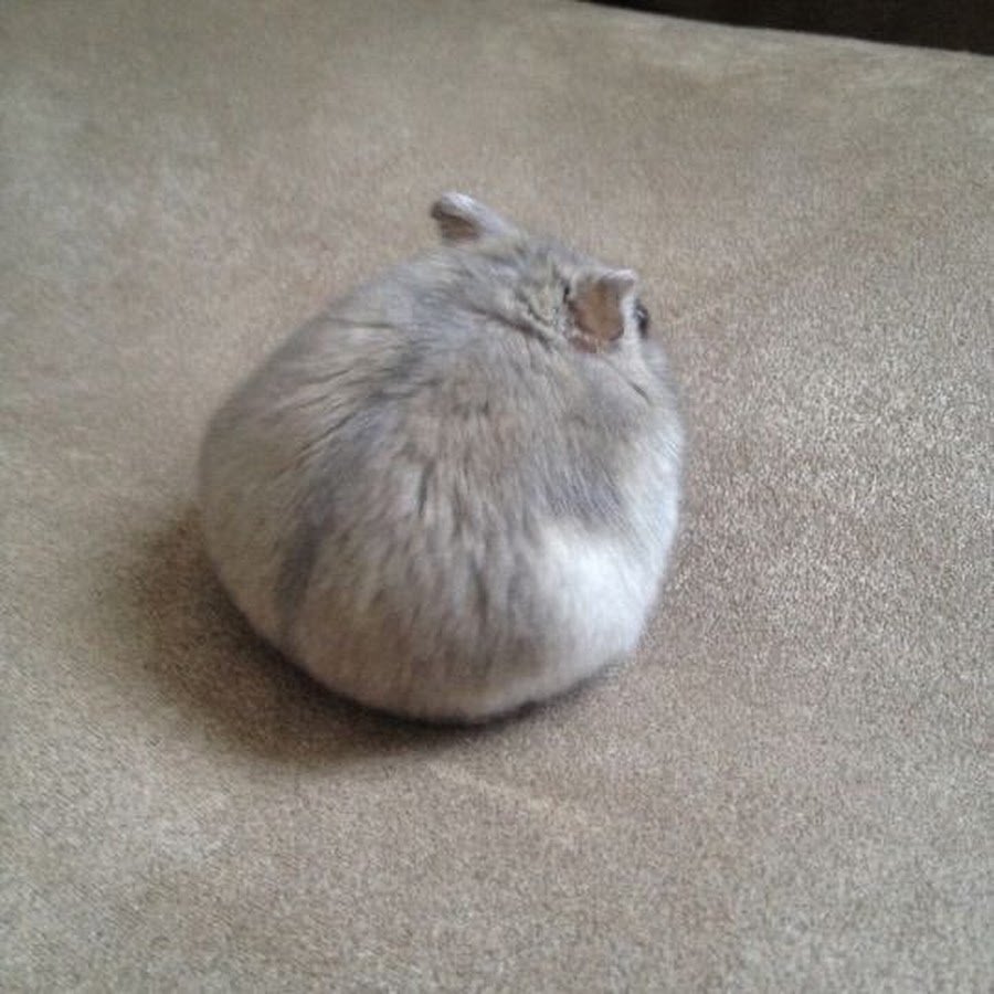 Надутый хомяк