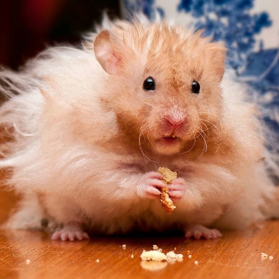 Сенегальский хомяк