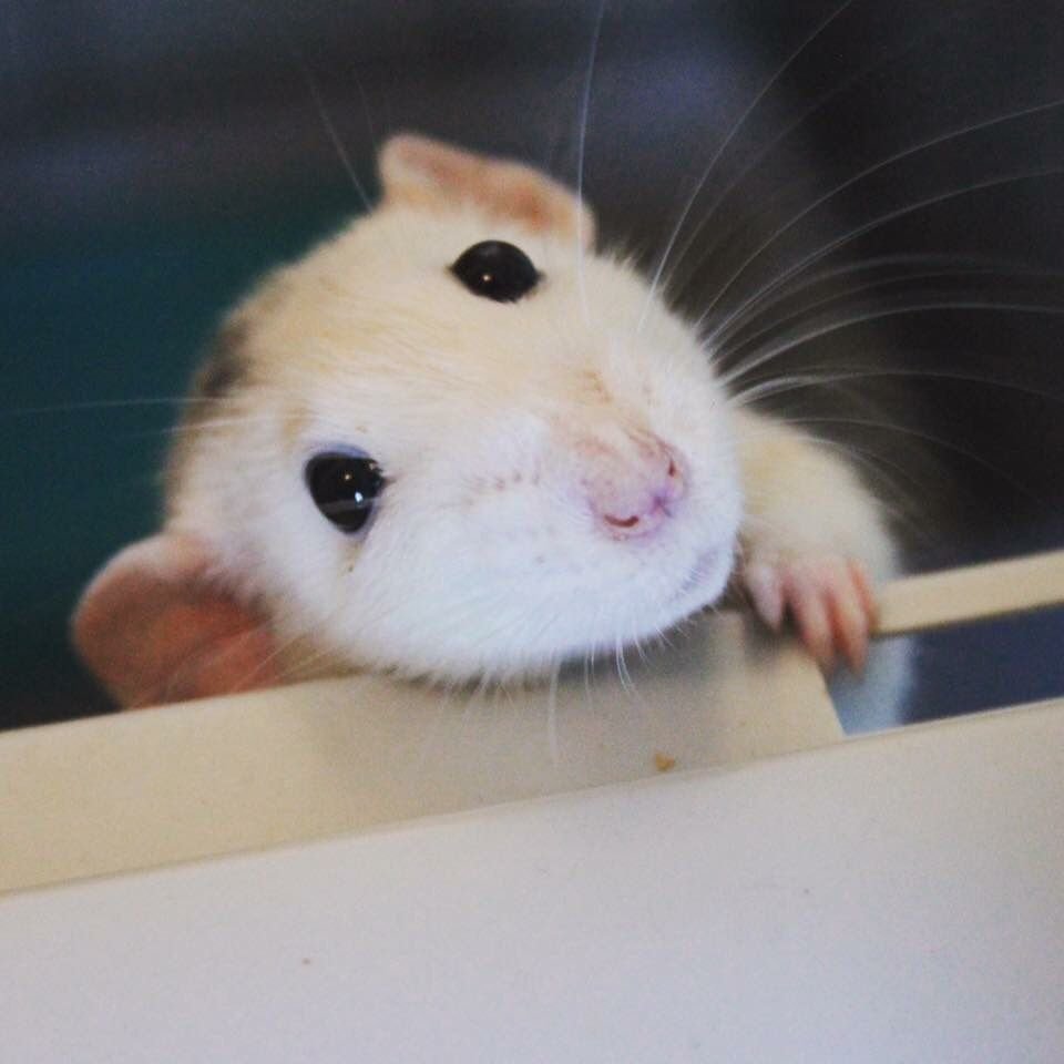 Мышка скучает