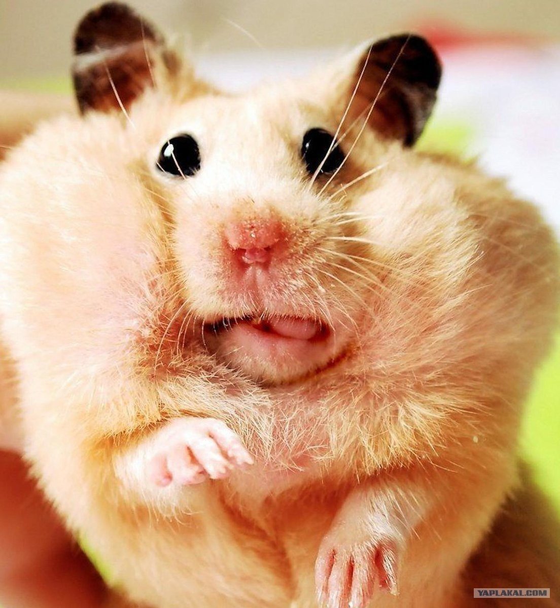 Смешные хомяки