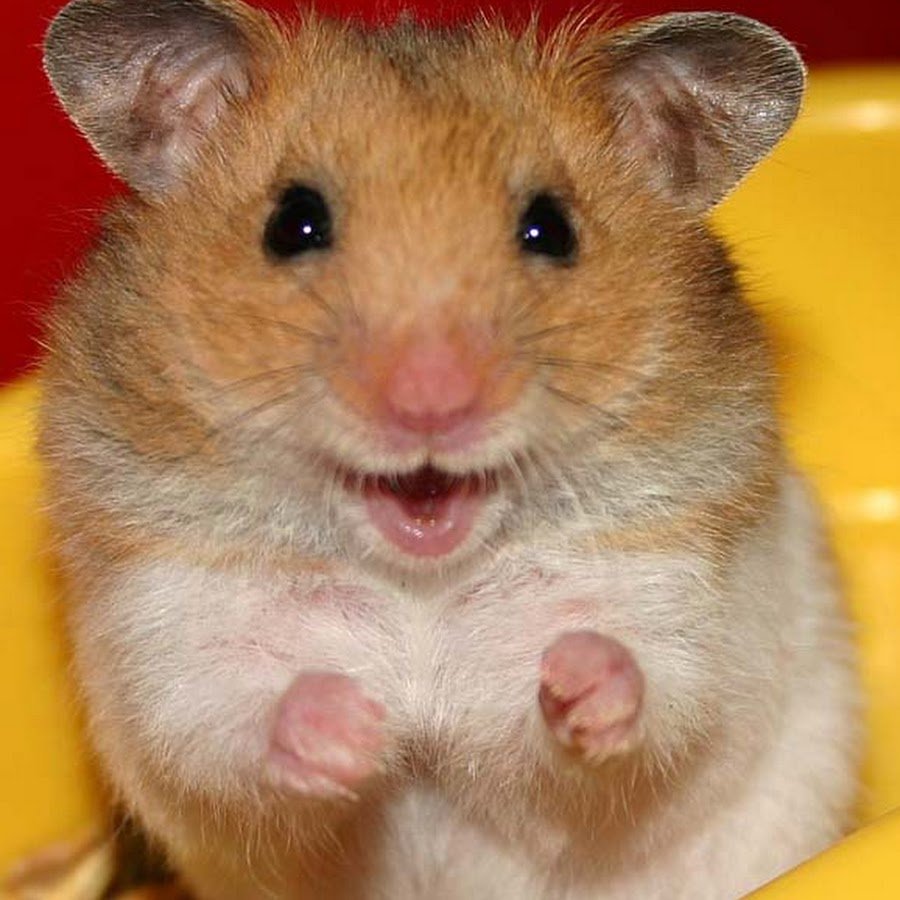 Удивленный хомячок