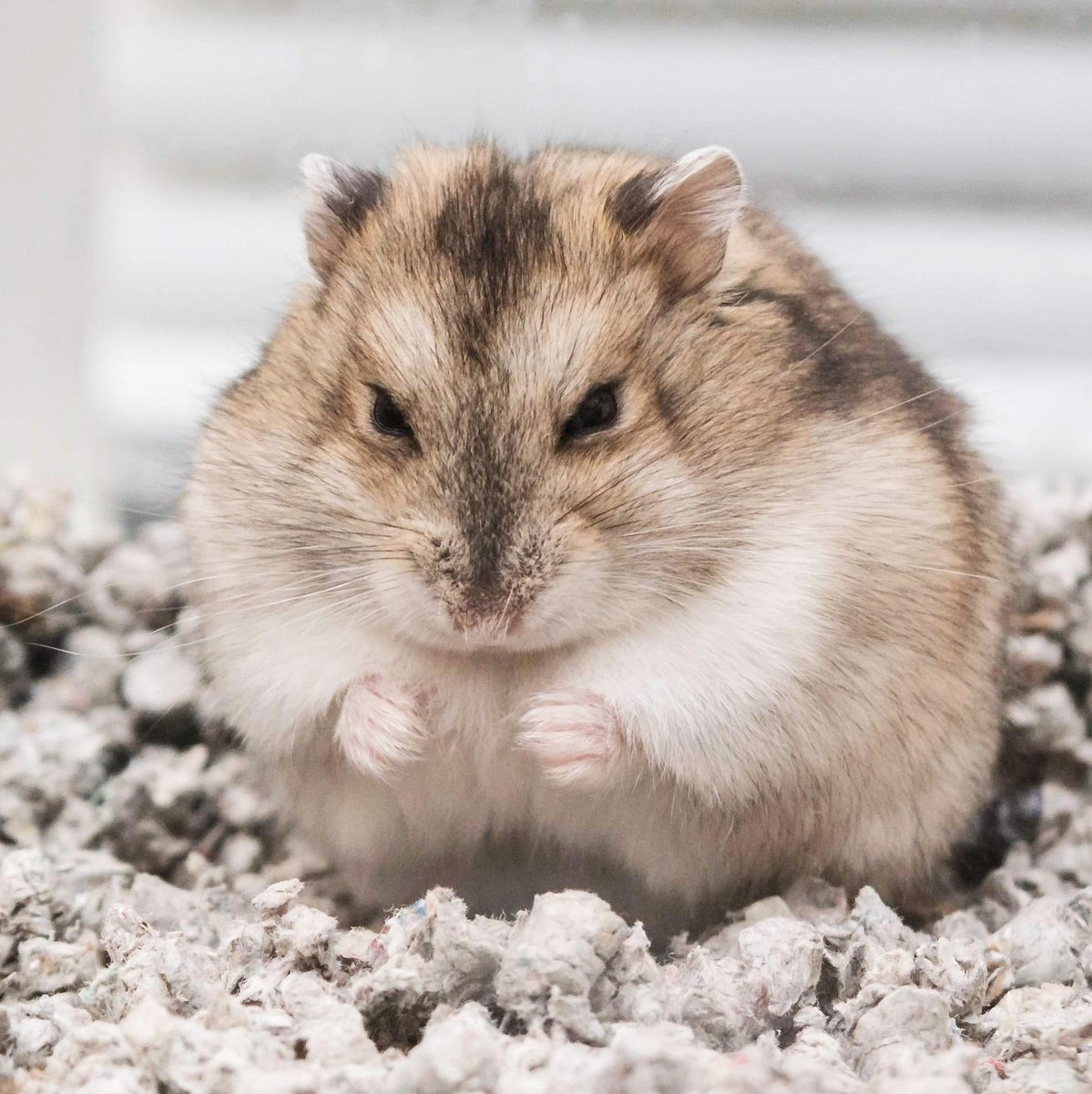 Злостный хомяк