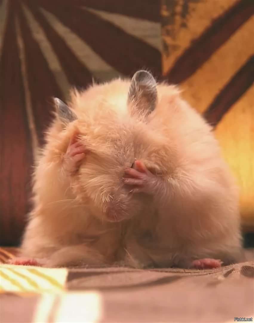 Плачущий хомяк