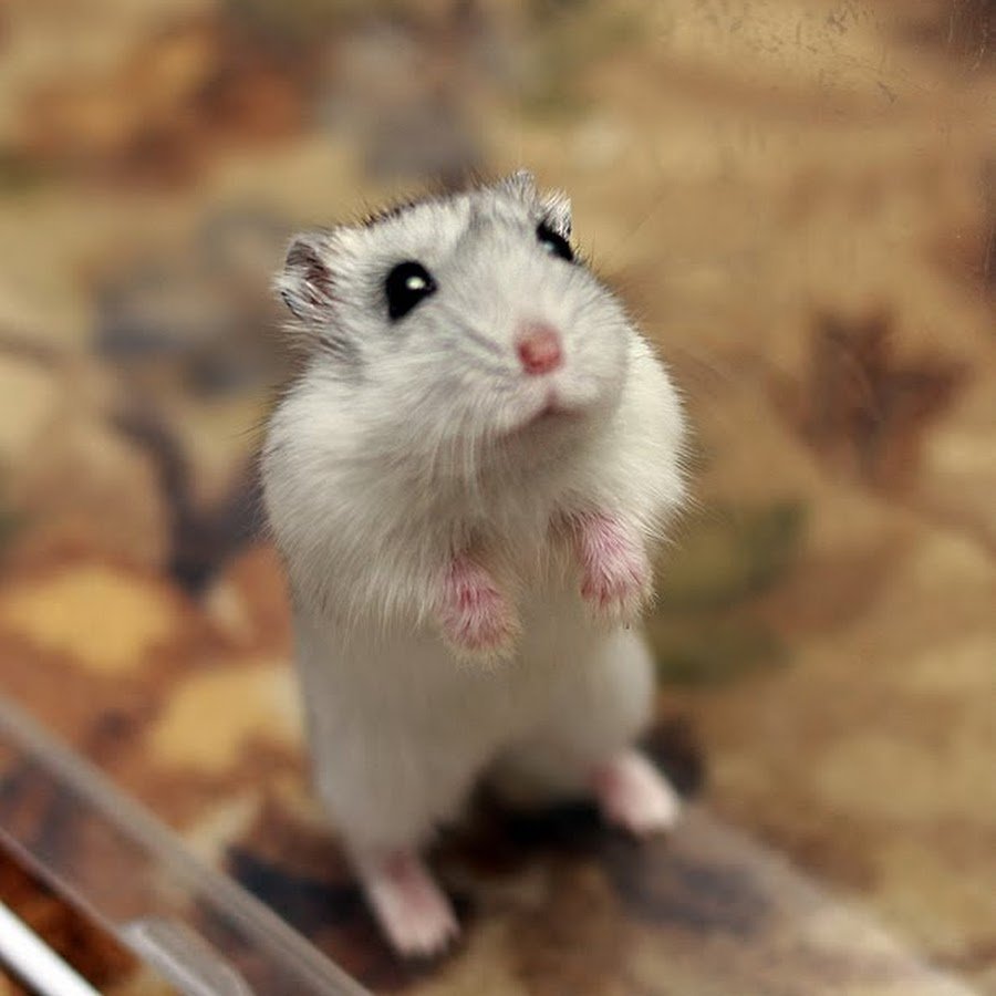 Хомяк просит