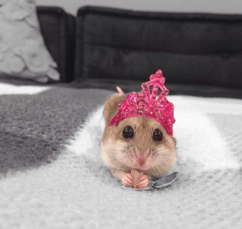 Хомяк в короне