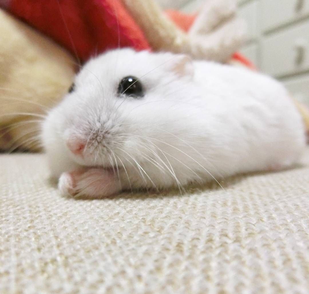 Грустный хомячок