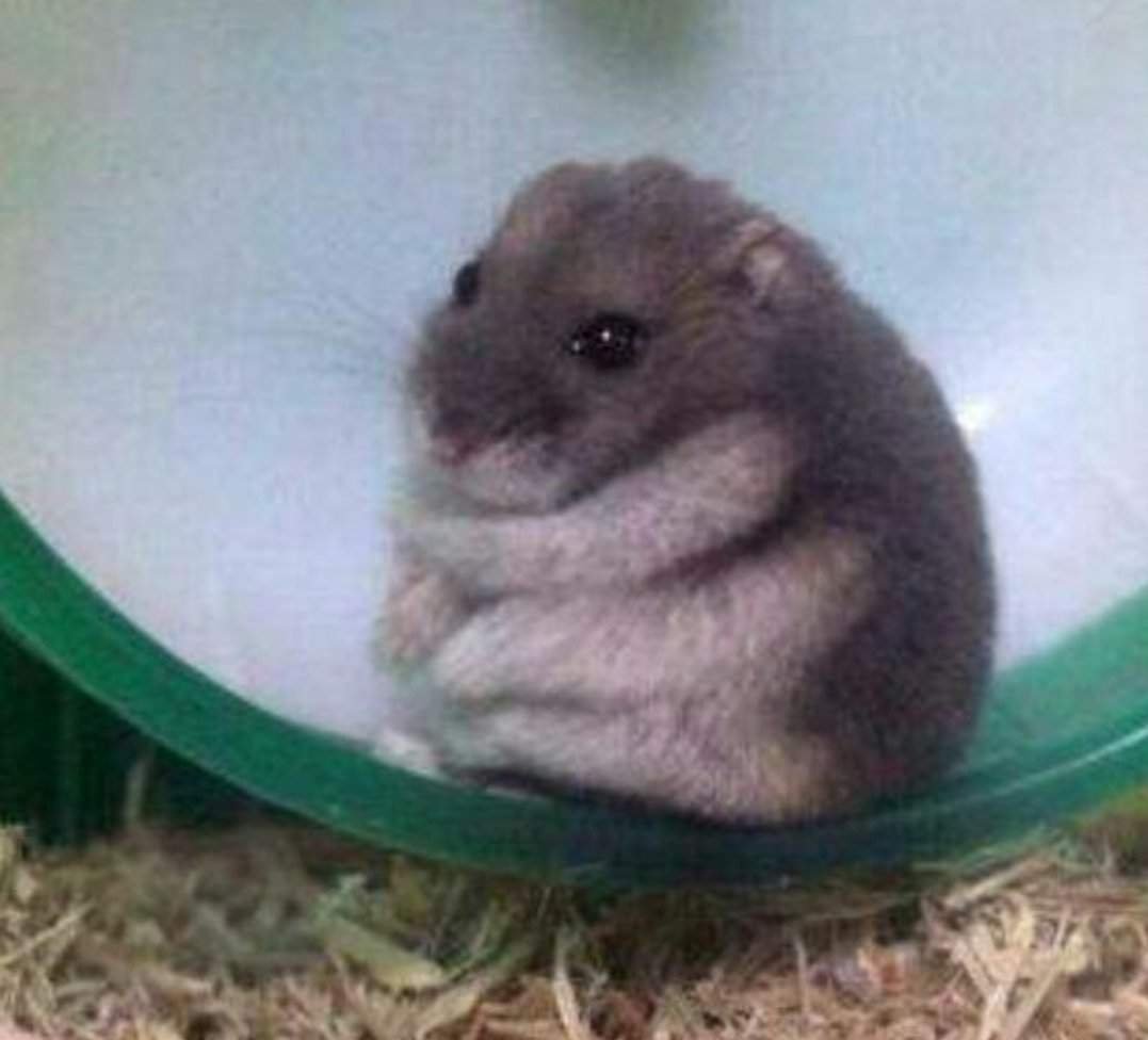 Обиженный хомяк