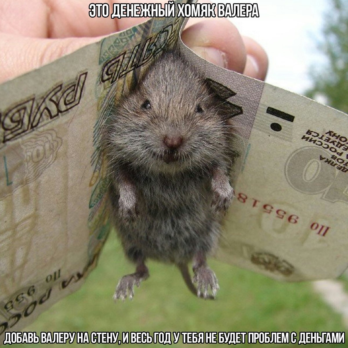 Крыса с деньгами