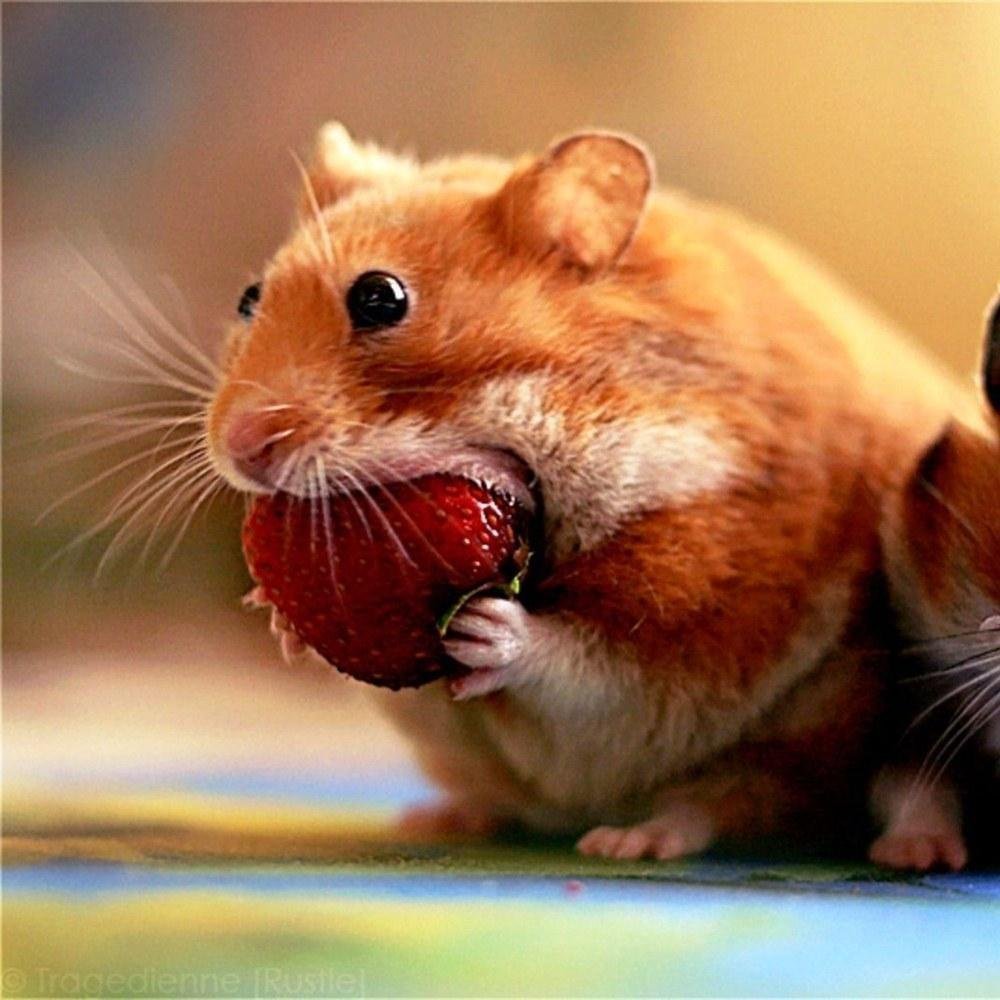 Морда хомяка