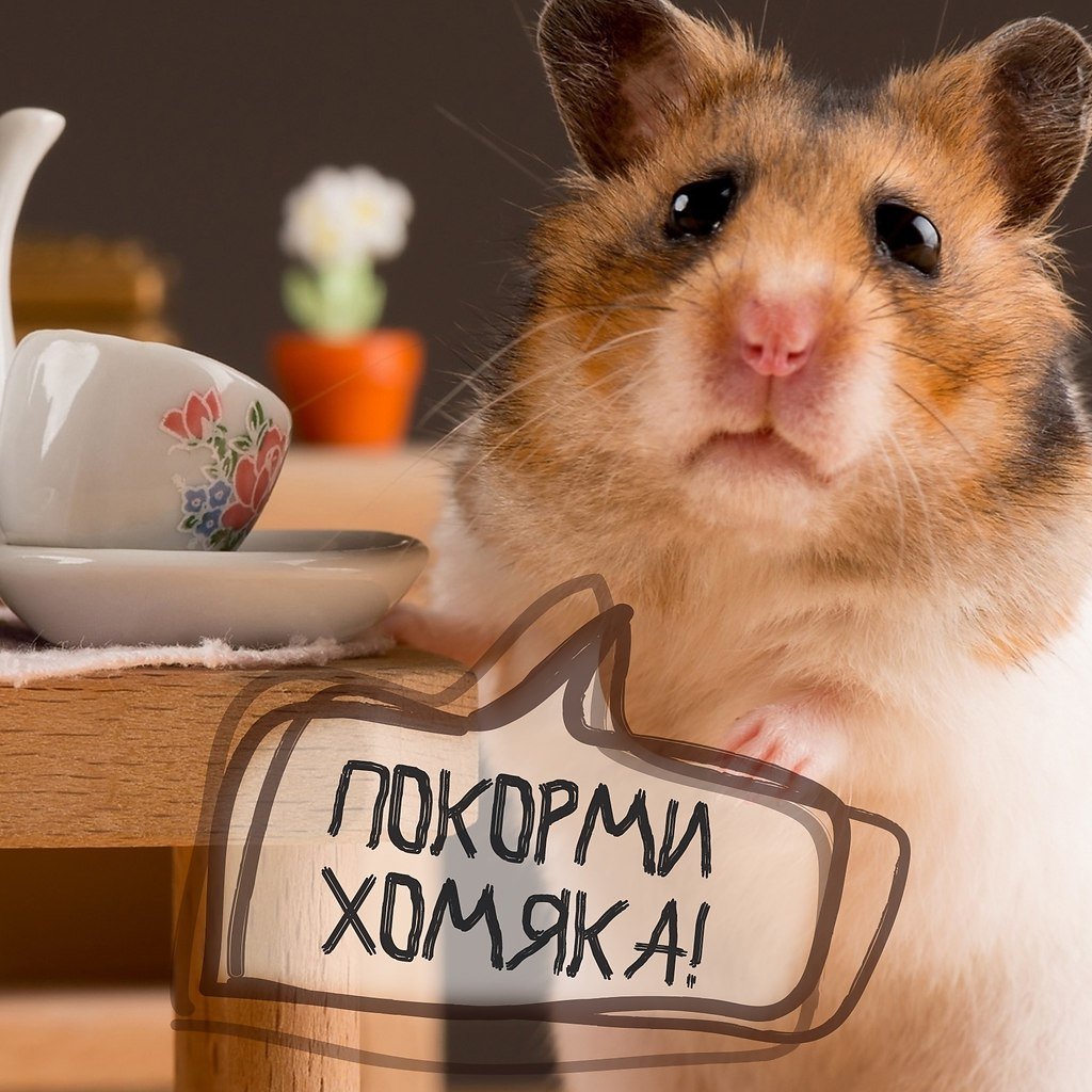 Жующий хомяк