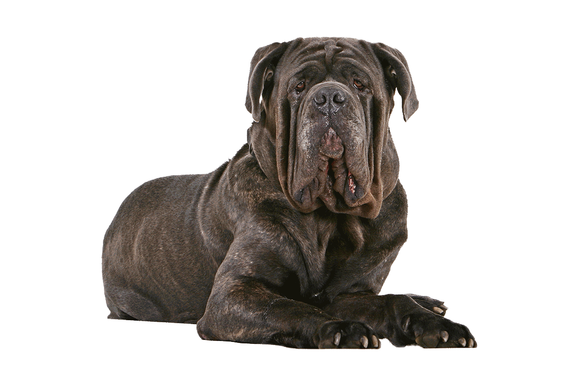 Неаполитанский мастиф дог