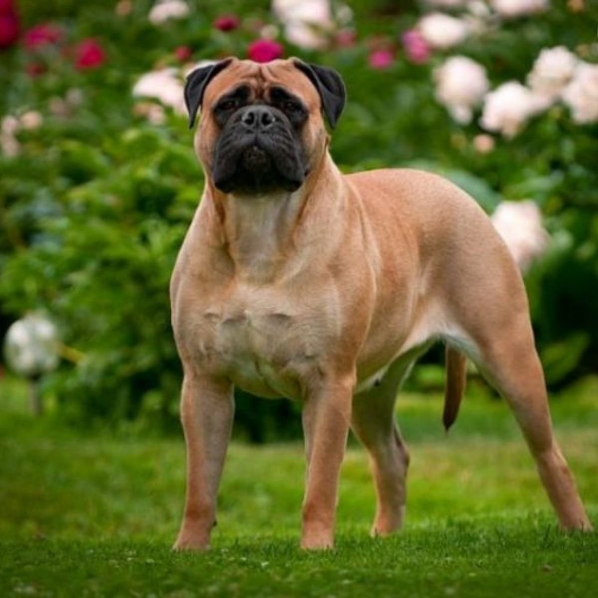 Бульдог мастиф