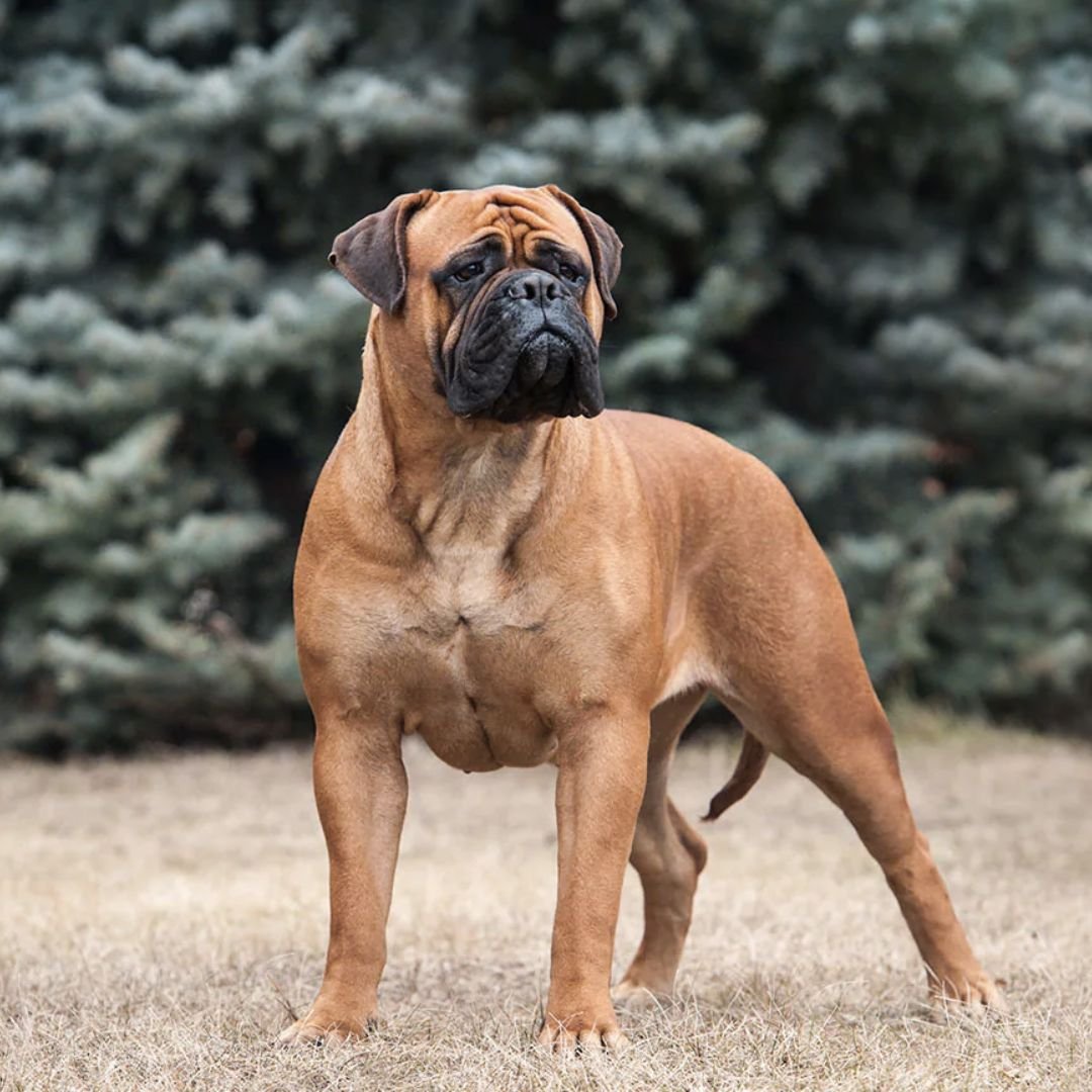 Французский Бульмастиф