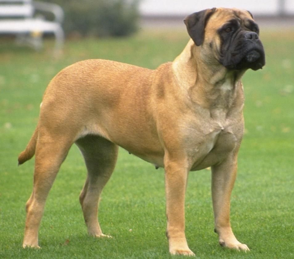Бульмастиф собака
