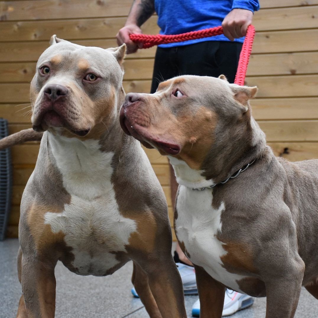 Кубинский питбуль