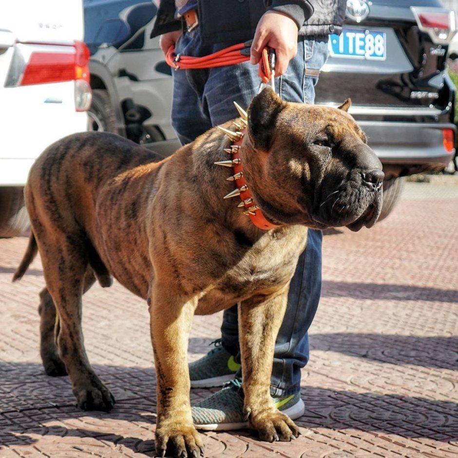 Molosso presa Mayo порода собак