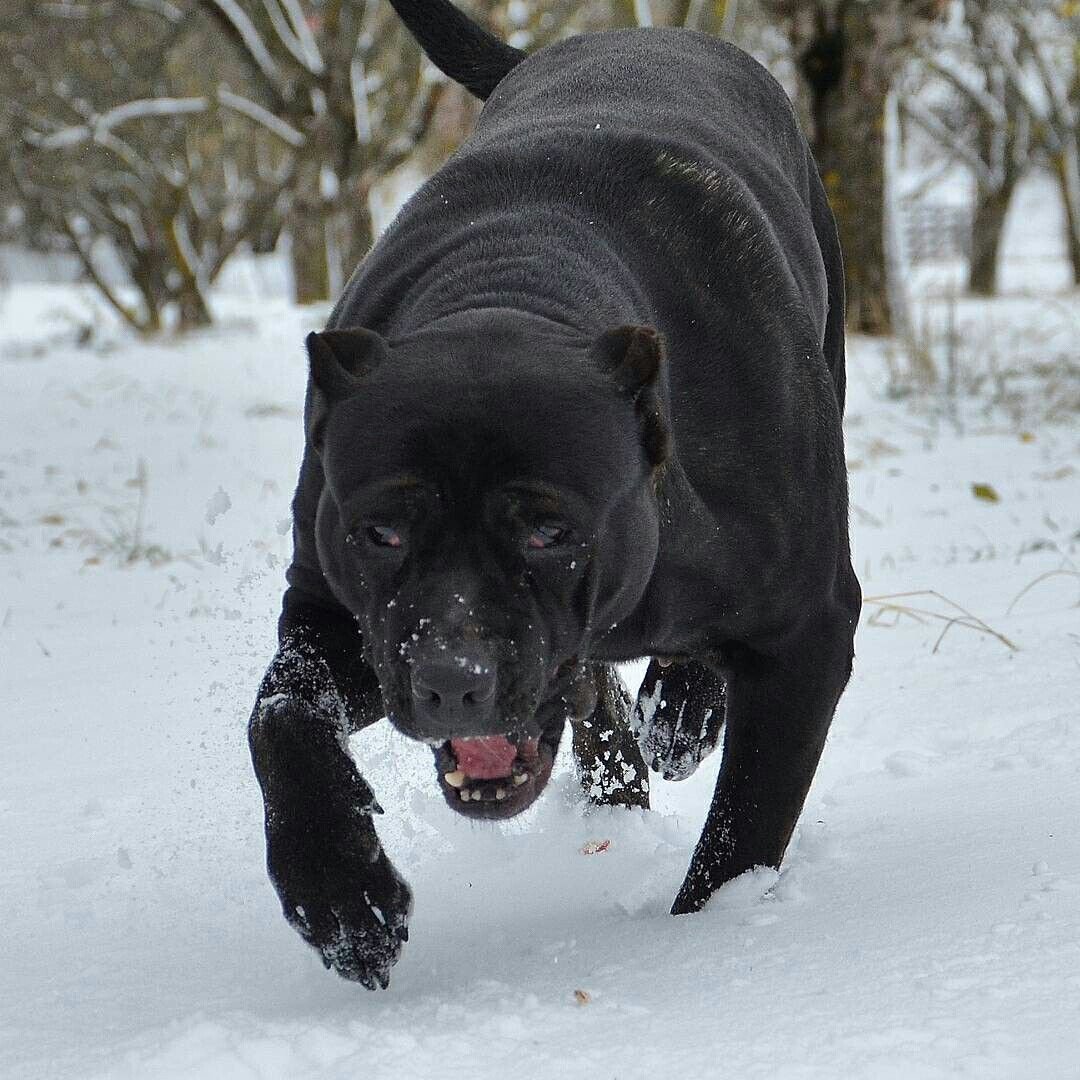 Кане Корсо атакует