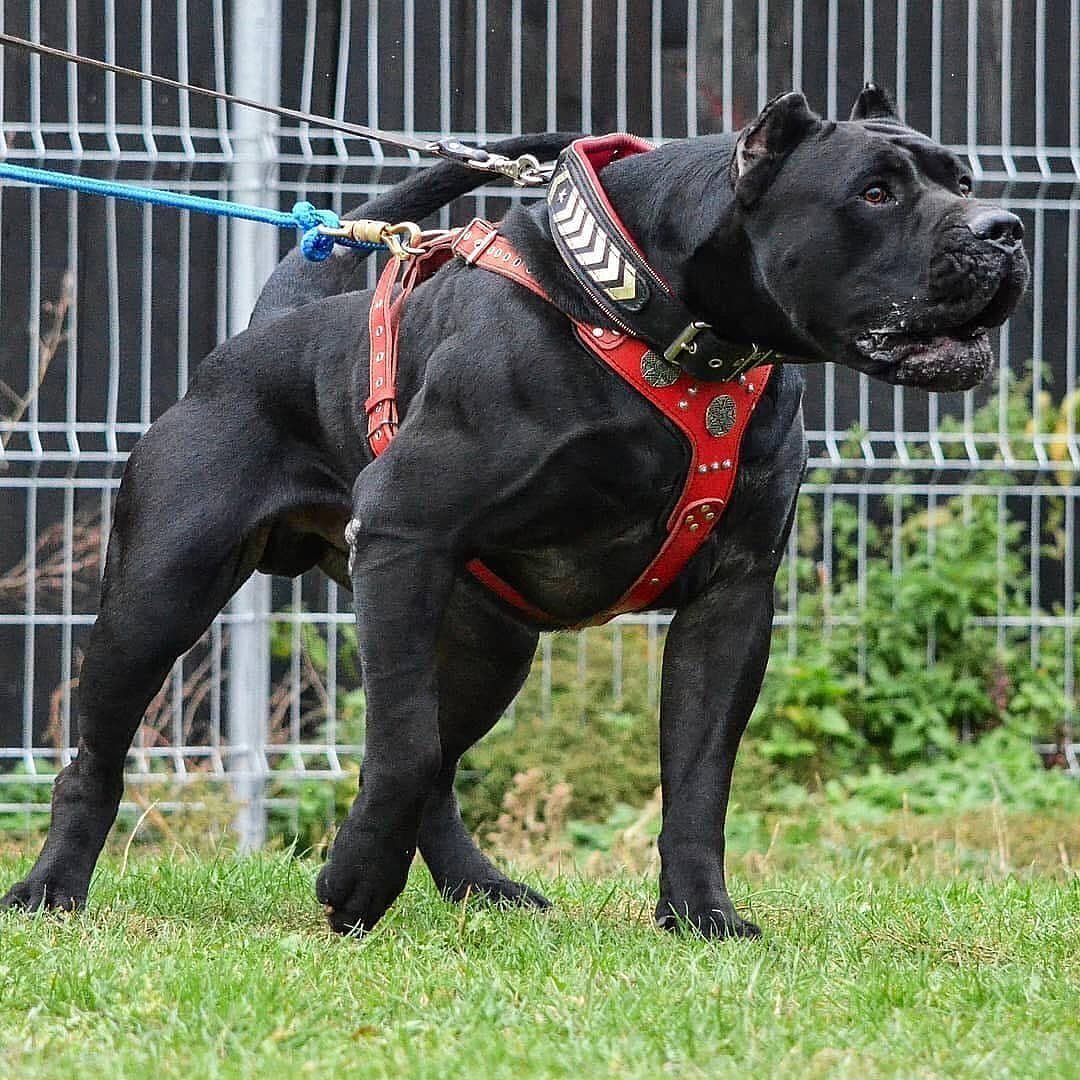 Мастиф Стаффорд