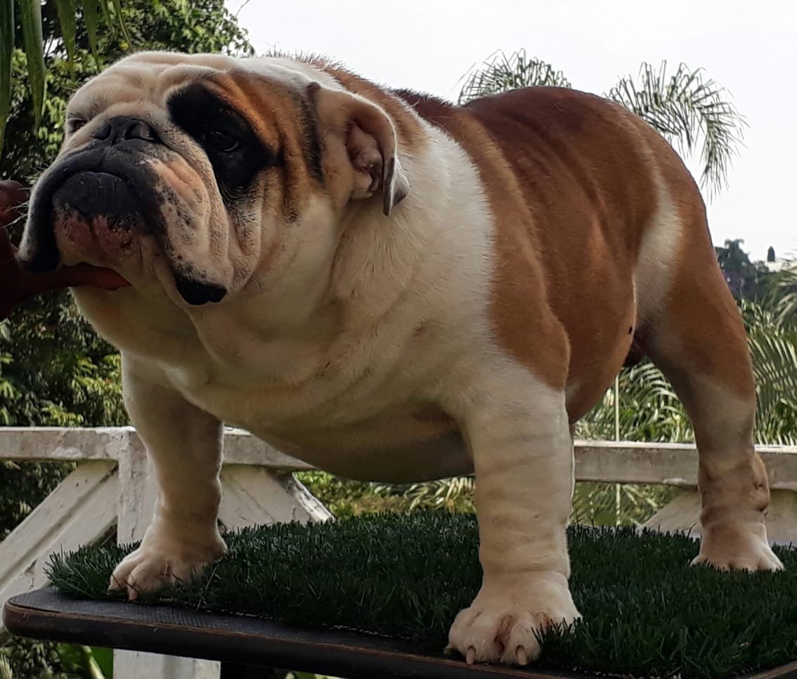 Исполинский бульдог