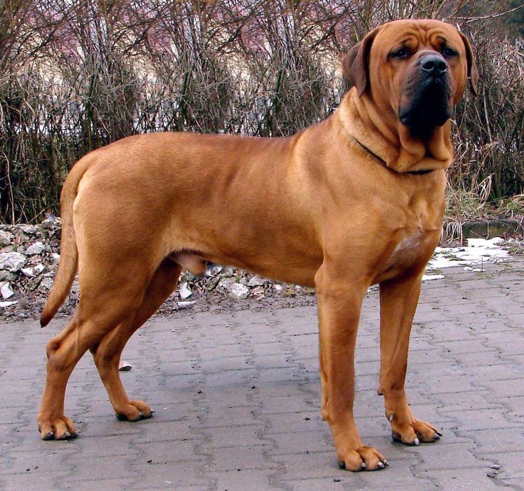 Тоса ину щенки