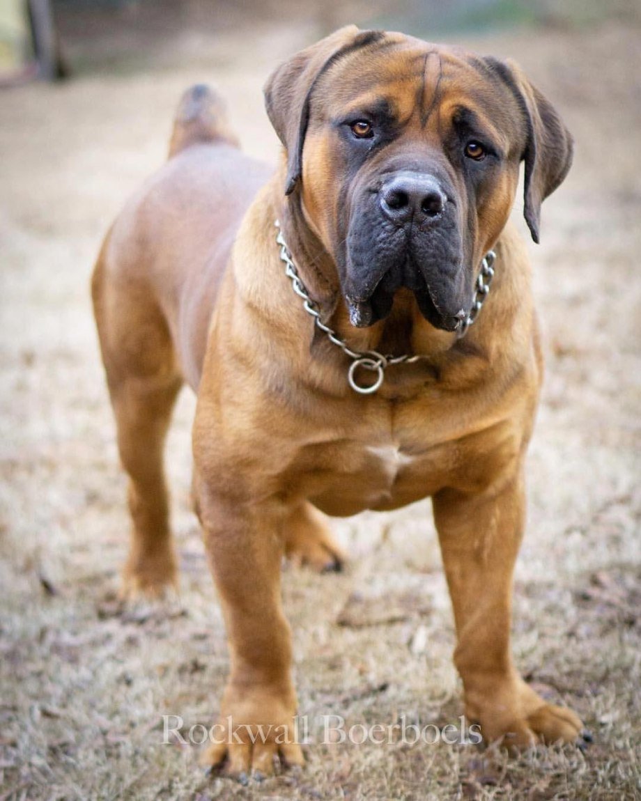 Африканский бурбуль тигровый