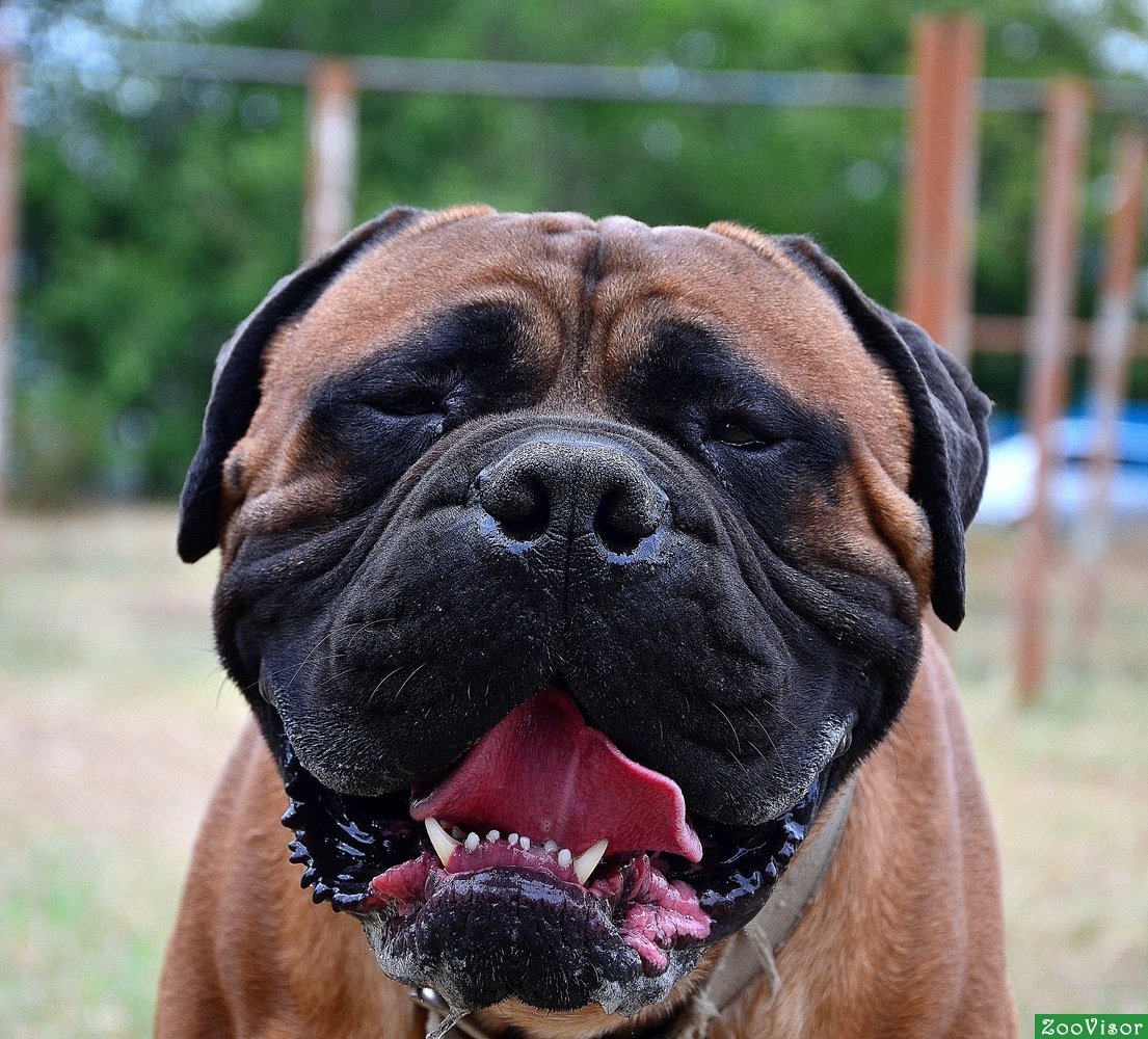 Американский Бульмастиф