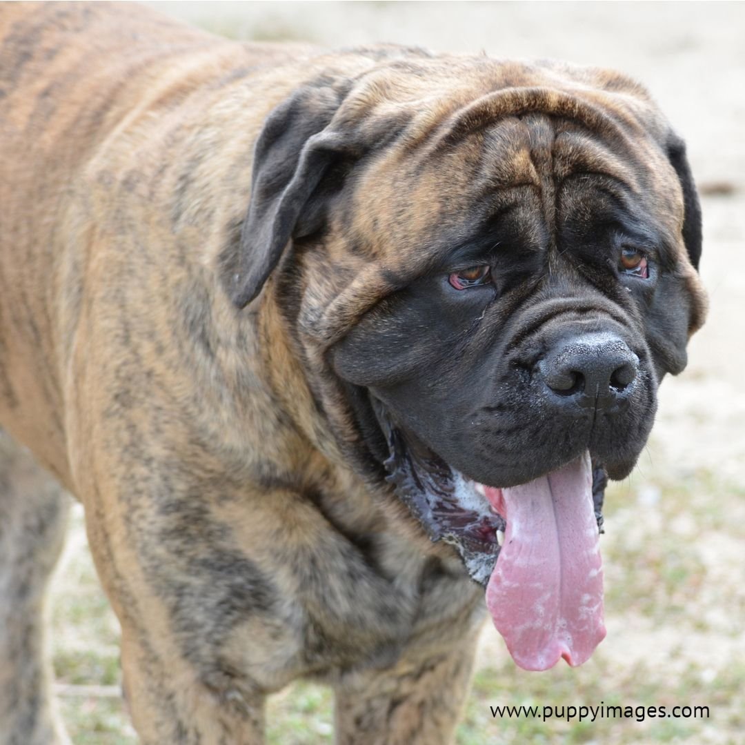 Бульмастиф прикус