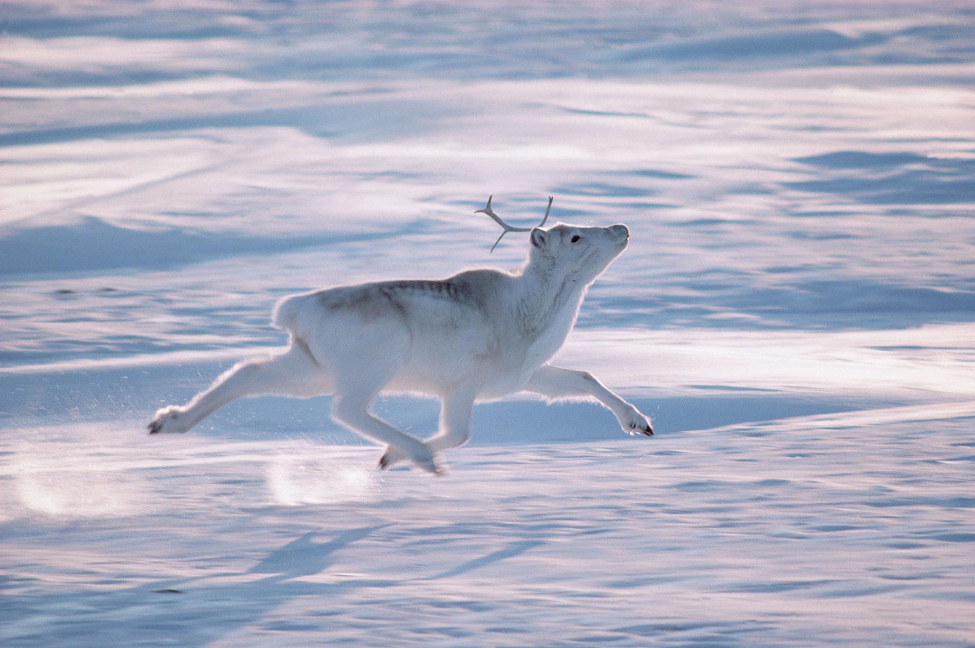Олень в арктике. Северный олень в арктической пустыне. Чукотка олени. Северный олень бежит.