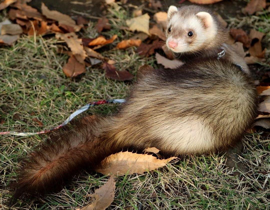 Хорек норка Хонорик