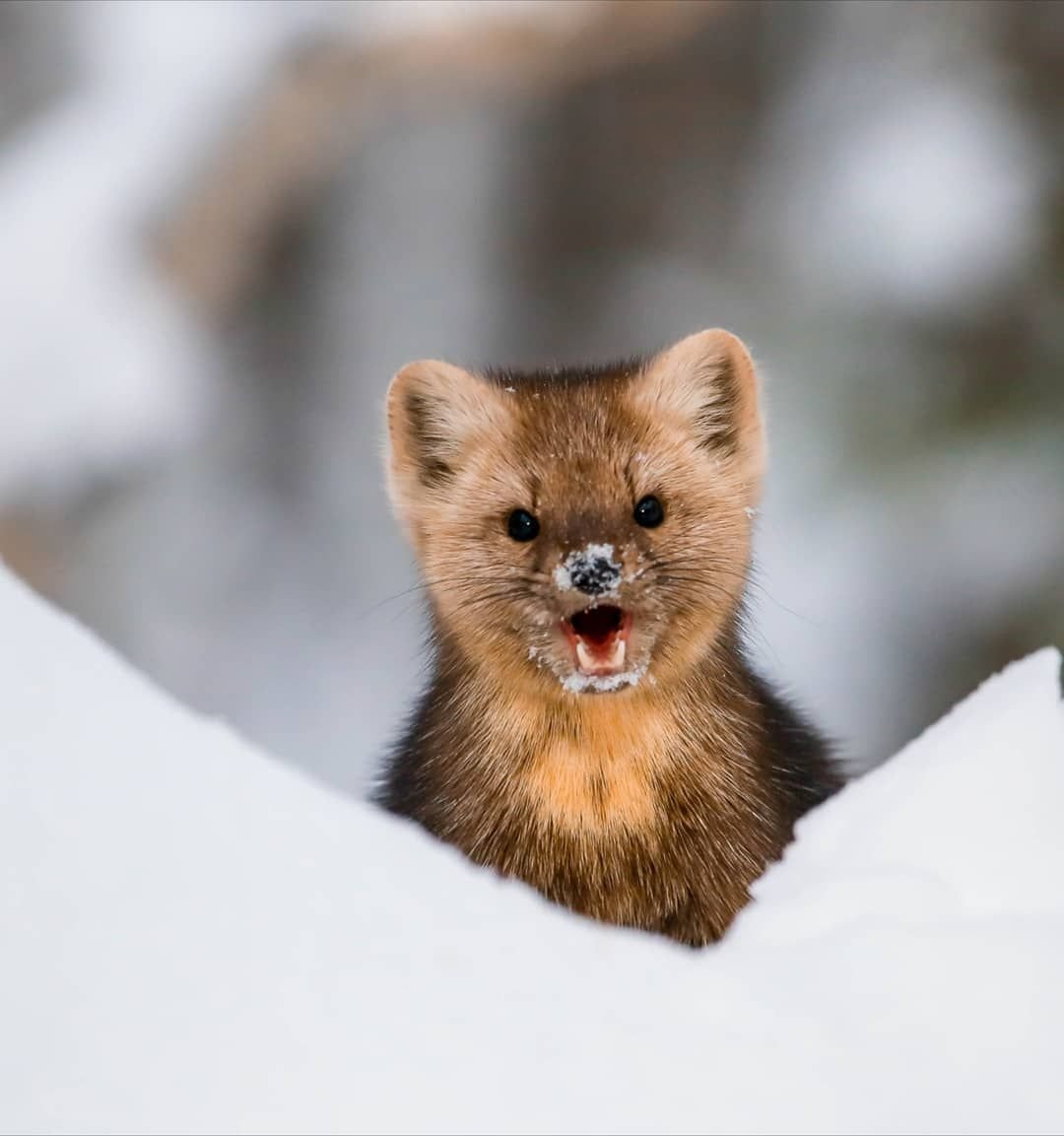 Сибирский Баргузинский Соболь