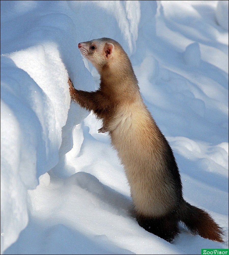 Зверь хорек